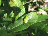 Day 4 - Hummocks - Green Pacific Tree Frog 2 Day 4 - Hummocks - Green Pacific Tree Frog 2